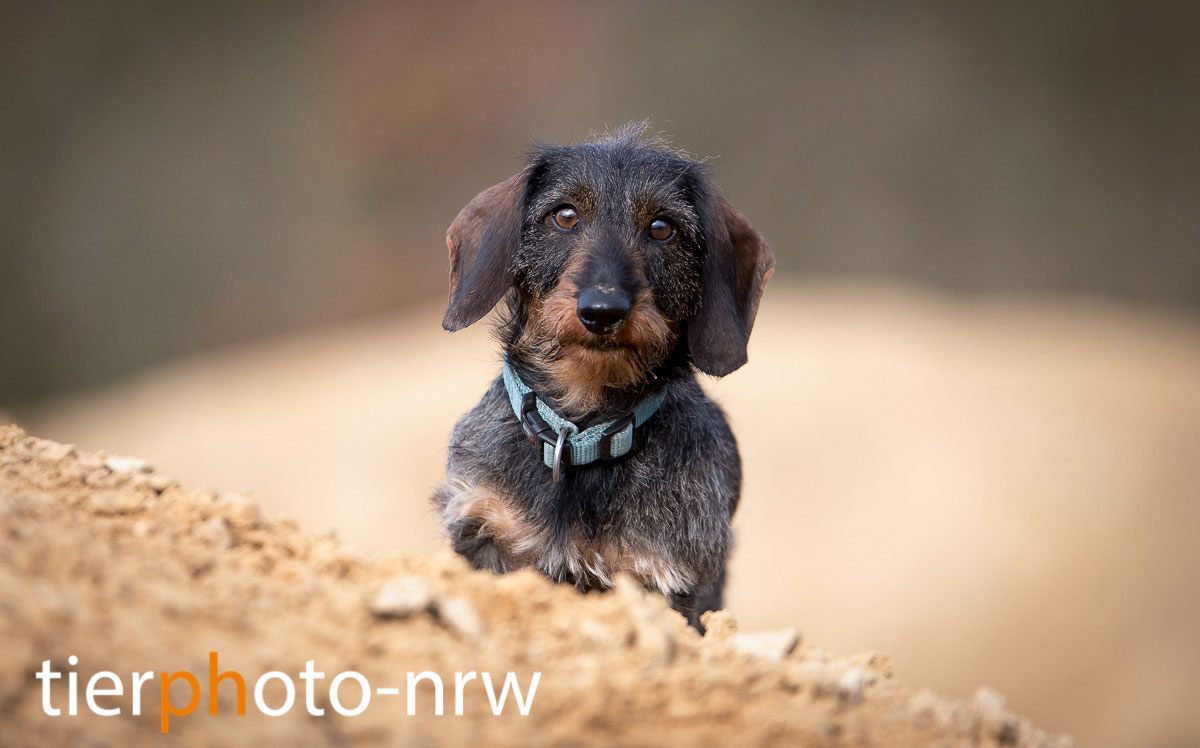 Fotograf Münster Tierfoto